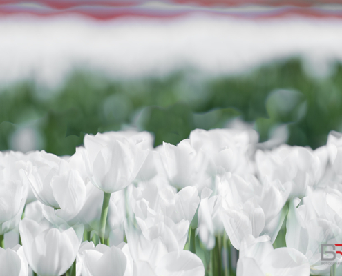 witte tulpen anders