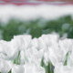 witte tulpen anders