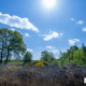 Staatsbosbeheer Heide Hardenberg