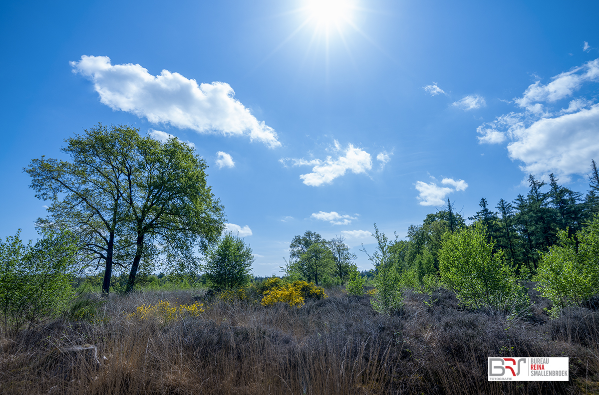 Staatsbosbeheer Heide Hardenberg