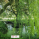 Treurwil met bruggetje botanische tuin Pieterburen