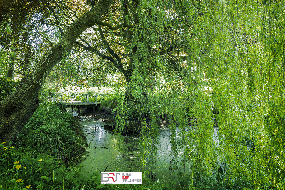 Treurwil met bruggetje botanische tuin Pieterburen