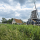 Achterkant Molen de rat ijlst