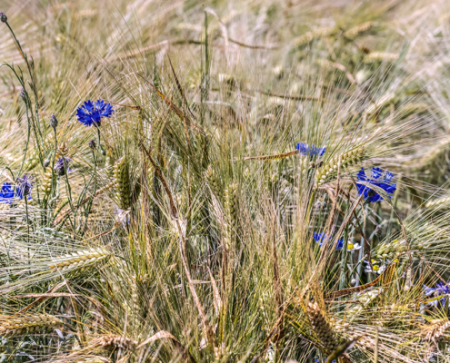 Korenbloemen in het koren