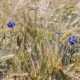 Korenbloemen in het koren