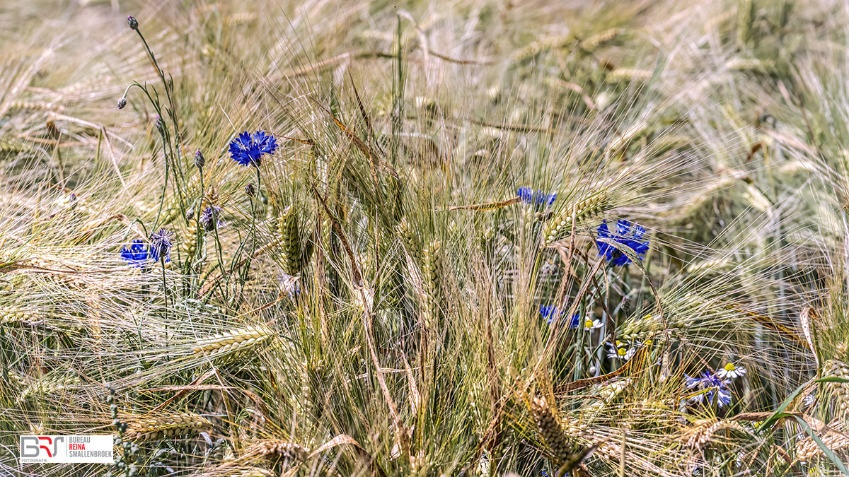 Korenbloemen in het koren