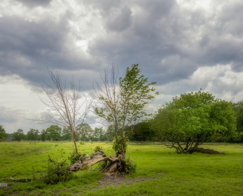 Bomen in het veld met een wolkenlucht