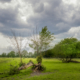 Bomen in het veld met een wolkenlucht