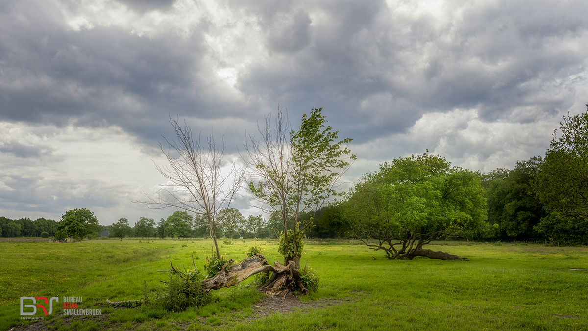 Bomen in het veld met een wolkenlucht
