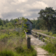 Vogelkijkhut De Haarplas _ voormalig Zwanenmeer _ Rheezerveen