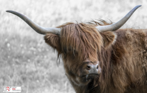 bruine schotse hooglander op grijs bokeh