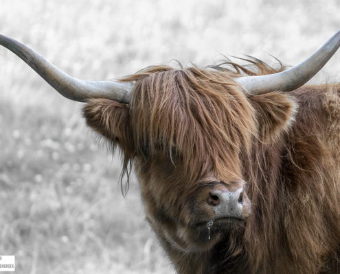 bruine schotse hooglander op grijs bokeh