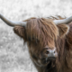 bruine schotse hooglander op grijs bokeh