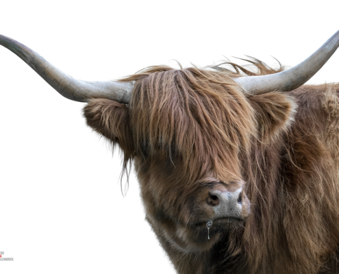 Roodbruine Schotse Hooglander op wit