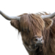 Roodbruine Schotse Hooglander op wit