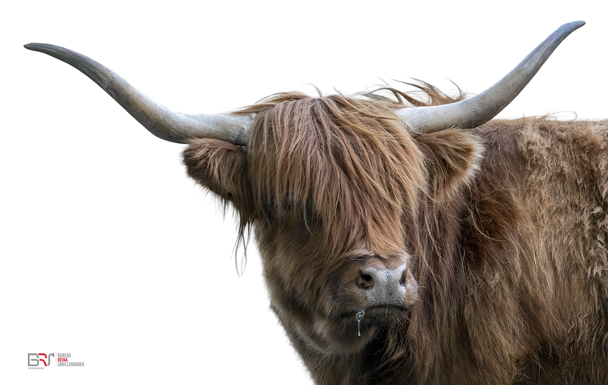 Roodbruine Schotse Hooglander op wit
