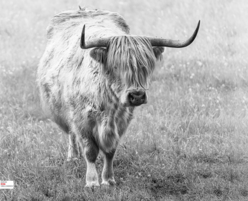 lichte schotrse hooglander in zwart-wit
