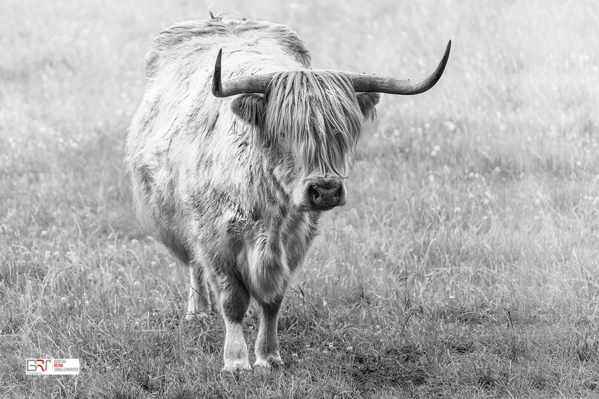 lichte schotrse hooglander in zwart-wit