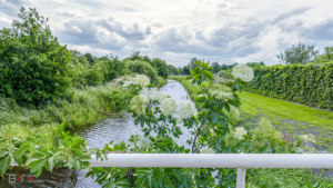 op de brug Peize