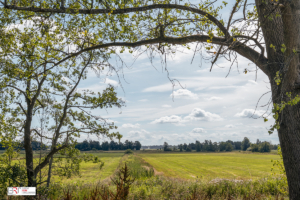 Doorkijk Friesche Veen naar Witte Molen