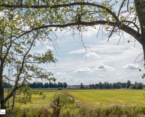 Doorkijk Friesche Veen naar Witte Molen