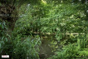 Groen Wedderveer Wedde