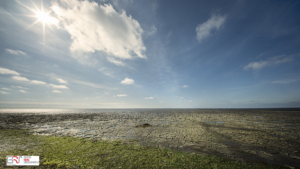 Waddenkust Koehool