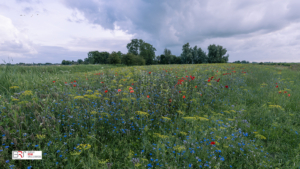 Eenveld met wilde bloemen