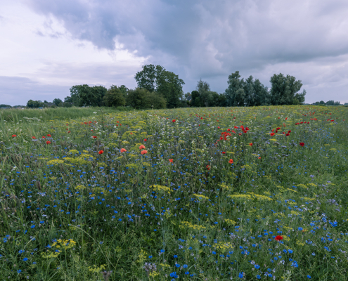 Eenveld met wilde bloemen