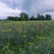 Eenveld met wilde bloemen