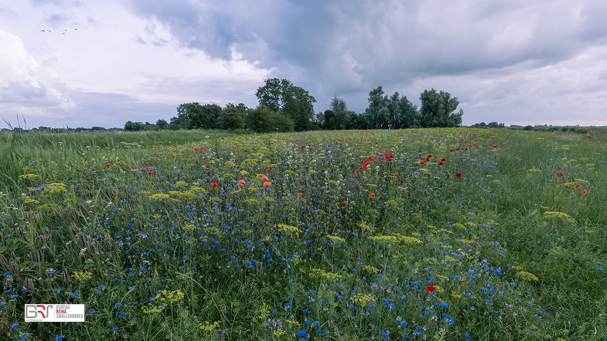 Eenveld met wilde bloemen