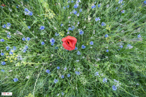 klaproos in de korenbloemen van boven