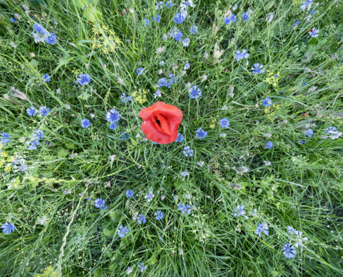 klaproos in de korenbloemen van boven