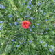 klaproos in de korenbloemen van boven