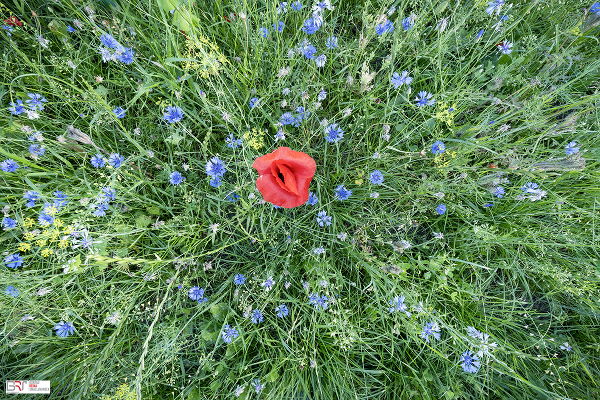 klaproos in de korenbloemen van boven
