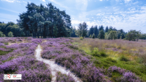 Bloeiende Heide Anloo