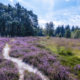 Bloeiende Heide Anloo