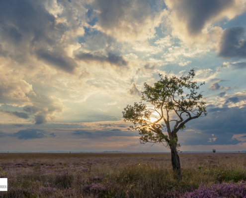 Boom Dwingelerveld met imposante lucht
