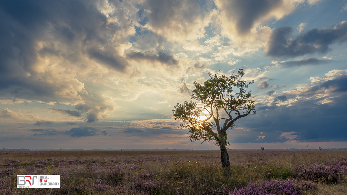 Boom Dwingelerveld met imposante lucht