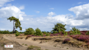 Boom langs pad Aekingerzand met bloeiende heide