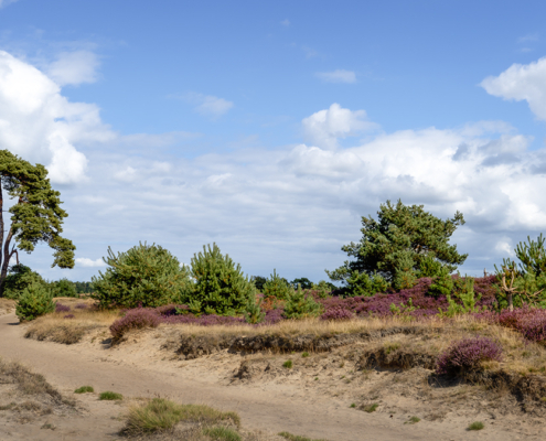 Boom langs pad Aekingerzand met bloeiende heide