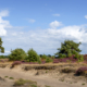 Boom langs pad Aekingerzand met bloeiende heide