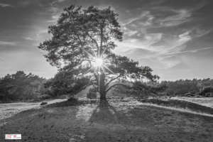 Den met Sunburst Drouwen kopie
