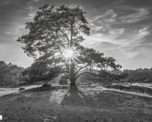 Den met Sunburst Drouwen kopie