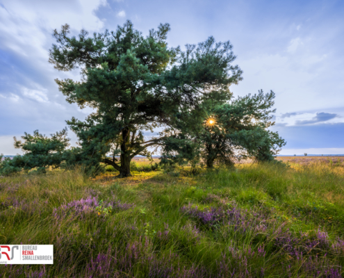 Nationaal Park Dwingelderveld