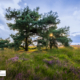 Nationaal Park Dwingelderveld