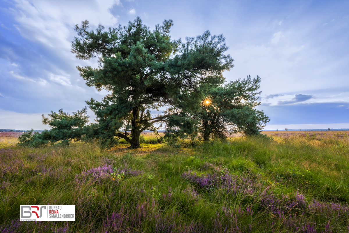 Nationaal Park Dwingelderveld