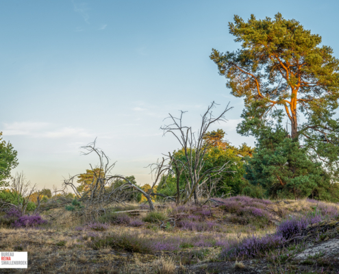 Heide met dode bomen Drouwenerzand