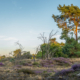Heide met dode bomen Drouwenerzand