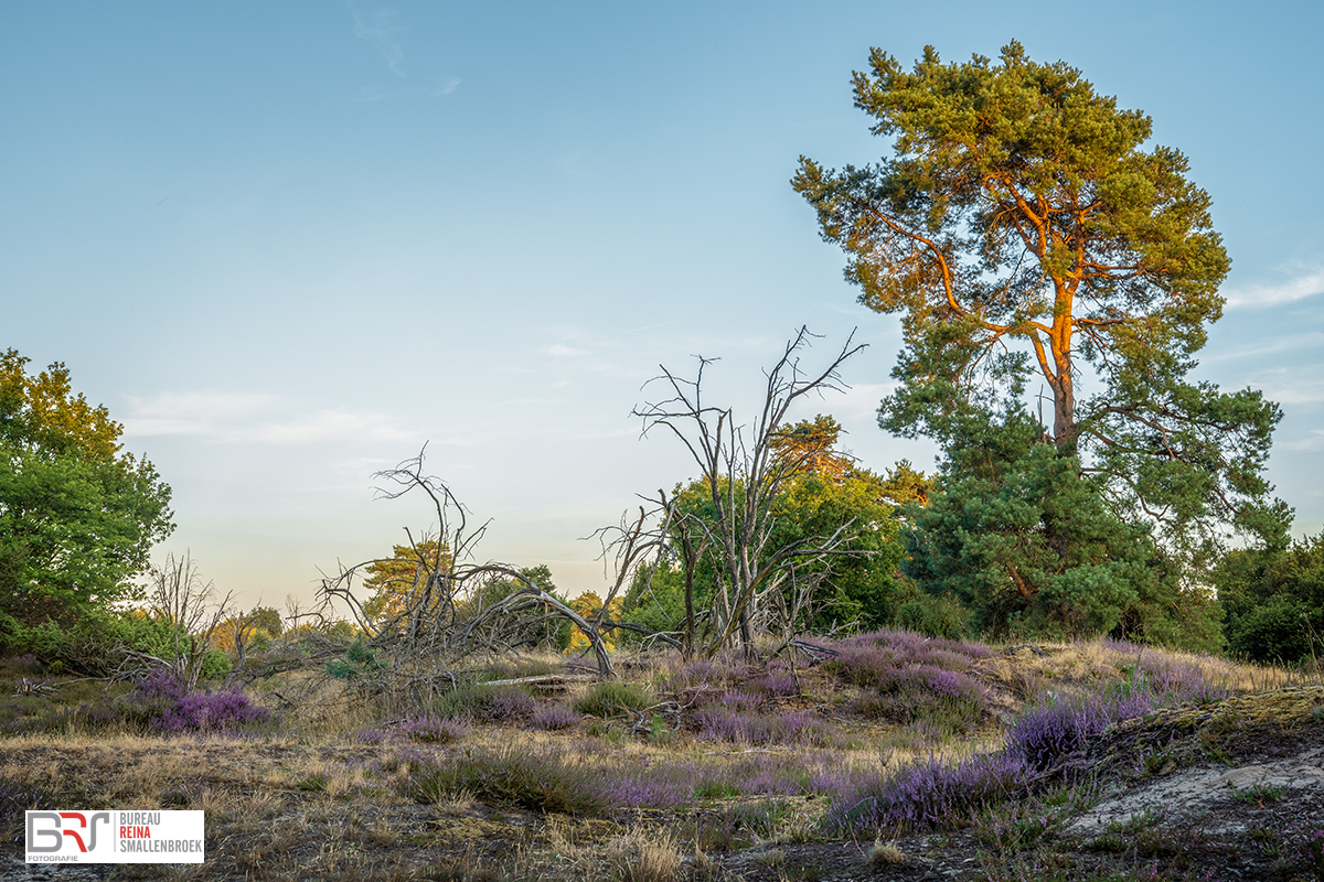 Heide met dode bomen Drouwenerzand
